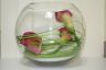 Goldfish Bowl