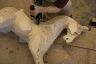 Making a medium laminated rocking horse.