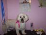 Suzi Bichon X