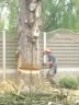 andy felling a large conifer