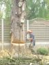 andy felling a large conifer