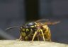 Nice Wasp close up