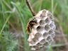 Queen Wasp building her nest