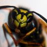 Extreme close up of a wasp