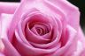 PINK ROSE