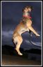 Dog Jumping