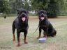 two rotties was picked up from airport then was taken for a walk