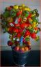 lollipop candy tree