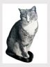 Cat Pencil Portrait
