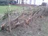 Hedge Laying