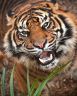Sumatran Tiger