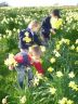 Our field full of Daffodils in spring