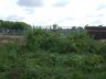 Knotweed Job