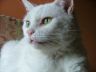 Willum
