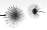 Dandelions