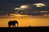 After the Rain on the Masai Mara