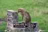 A Cheetah on a signpost in the Masia Mara