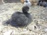 Silkie Hen