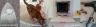 carpet and rug repairing service