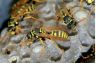 wasps
