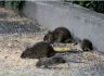 rodents