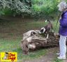 Dog training in Alexandra Park, Hastings