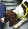 Drug Detection