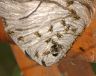 Wasp Nest Removal Glasgow