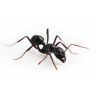 Black Ants