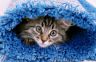 Pet stains and odours treated