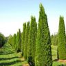 Best Garden Plants and Fruit Trees Nursery In UK | Greenhills Nursery Ltd London