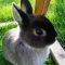 Dobby our resident bunny