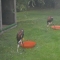Specially trained Hawks are used for bird control