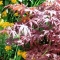 Planting for colour