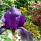 Elegant planting