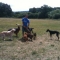 Dog Walker with dogs
