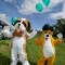 Our Mascots