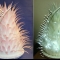 Feather cakes