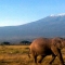 amboseli