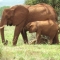elephants