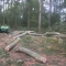 A small logging contract near Tenbury Wells, Worcs.