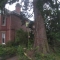 Rob Jones Climbing a large Wellintonia to remove a damaged branch 70ft up in Leominster, Herefordshi