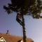 C. Parkinson dismantling a medium sized Norway Spruce on Clee Hill, Shropshire