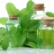 Essential Oils