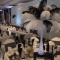 Ostrich Feather Centrepieces - available in a range of colours