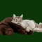 Contented Pets