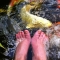 Gel Toe nails