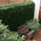 Vertical Living Wall planting London