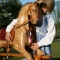 Medium laminated wooden rocking horse.
