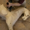 Making a medium laminated rocking horse.